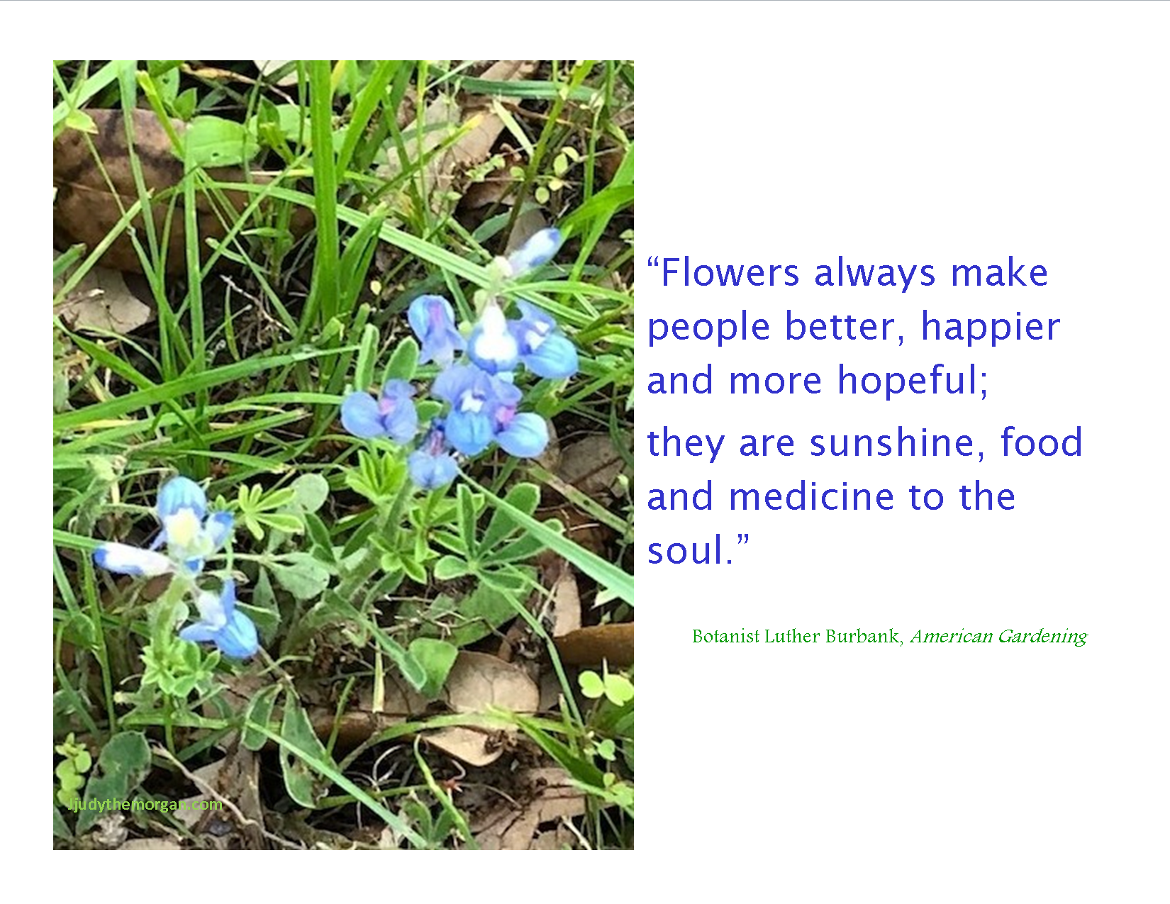 Flowers Food for the Soul View from the Front Porch